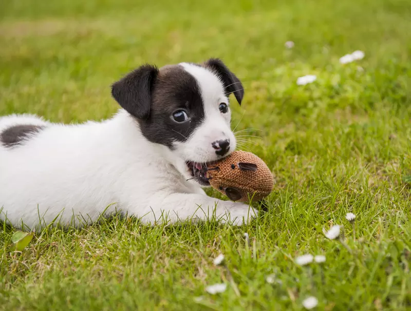 Puppies and chewing Blue Cross